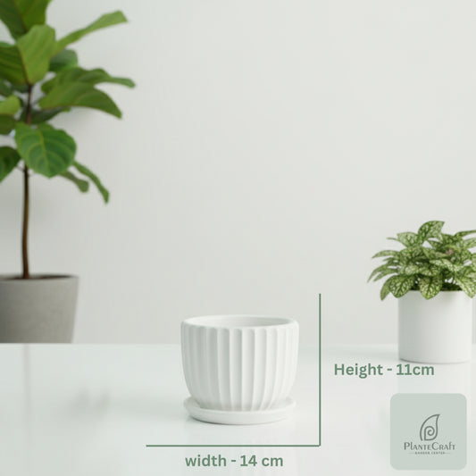 TerraNova Pot
