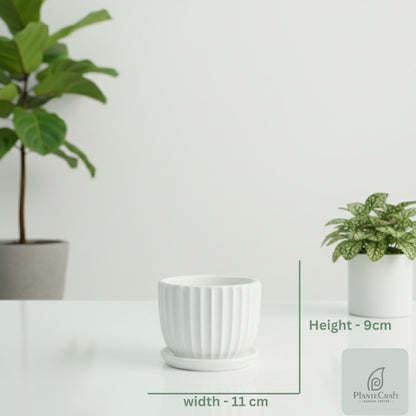 TerraNova Pot
